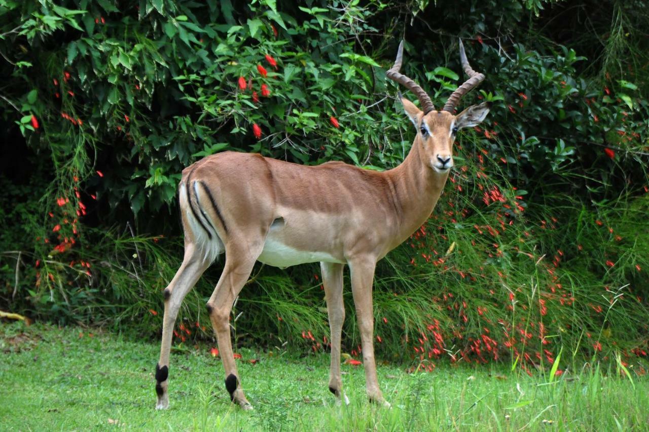 Kruger Park Lodge Unit No. 277 Hazyview Eksteriør bilde